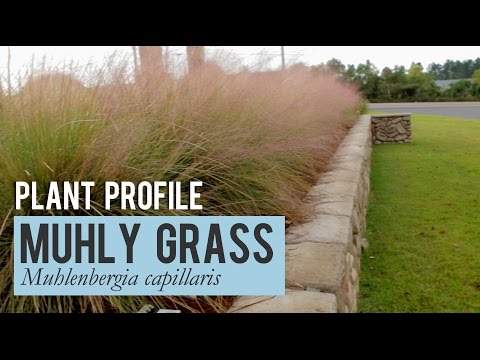 download lagu mp3 mp4 Pink Cloud Grass, download lagu Pink Cloud Grass gratis, unduh video klip Pink Cloud Grass