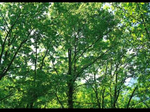 Muzica crestina Grup Betleem-Bivolarie-,,Te slavesc cu veselie''