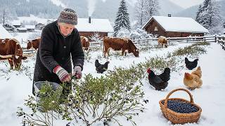 Um Dia de Inverno no Campo – Colhendo Mirtilos Silvestres e Cuidando do Gado Longhorn