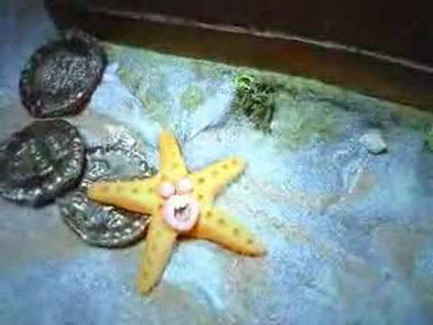 Starfish