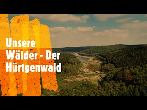 Unsere Wälder - Der Hürtgenwald im Sommer