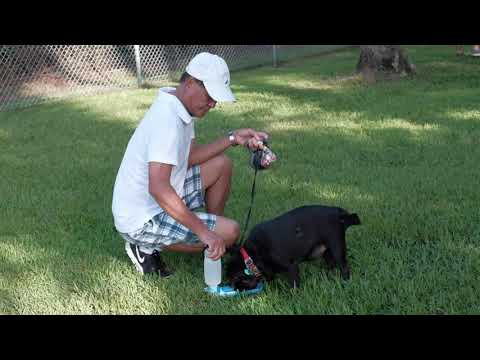Leonard Abess Park Dog Park in Jacksonville, Florida