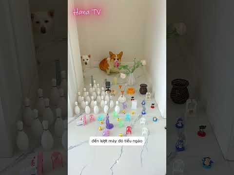 Thử thách vượt chướng ngại vật cực hài #shorts