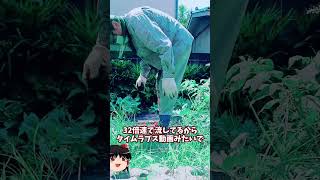 庭に畑を作ってみた【その44】お盆休み特別LIVEまとめ #shorts