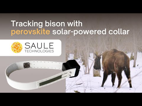 Tracking bison with perovskite solar-powered collar