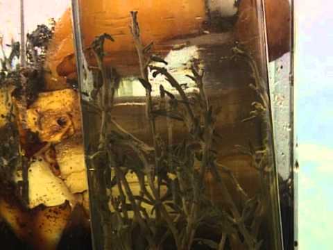 Ainsley's Barbecue Bible - S1 Ep5 - Jamaica - BBC