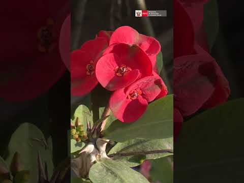 #Short | Emprendimiento Haku Wiñay de venta de plantas ornamentales en Llaylla, Satipo - Junín