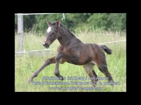 Stutfohlen G-Star SA v. Goldberg / San Amour