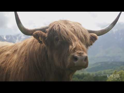 , title : 'Ферма за свободно отглеждане на Шотландско говедо в Троянски балкан.'