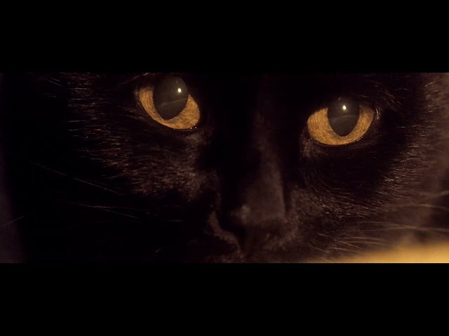 Somos animales