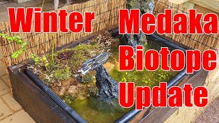 Japanese Style Medaka Biotope Update: Mid-Winter