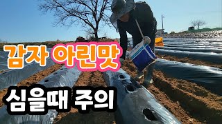 감자 아린맛! 심을때 꼭 이렇게 심어야 포슬포슬한 감자가