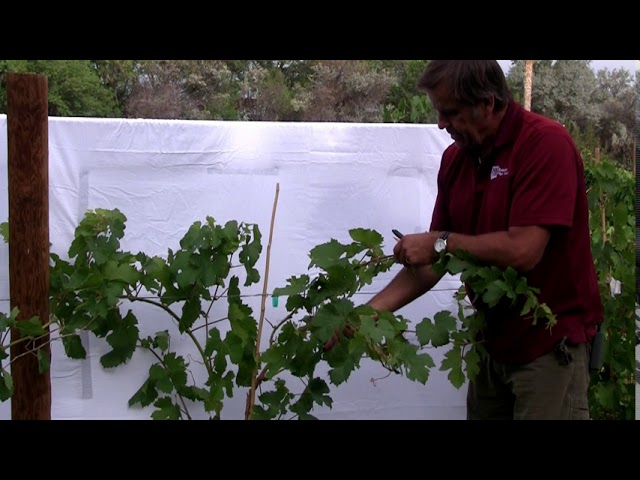 İngilizce'de viticulturist Video Telaffuz
