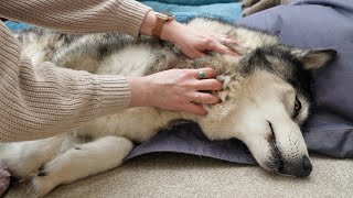 10 Year Old Husky Gets A Massage! But NOT The Toe Beans!