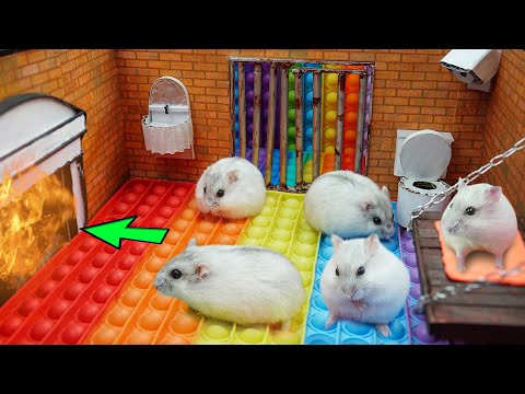 🐹 Hamsters Escapes the Pop It Maze for Pets in real life 🐹 Obstacle Course