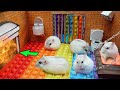 🐹 Hamsters Escapes the Pop It Maze for Pets in real life 🐹 Obstacle Course