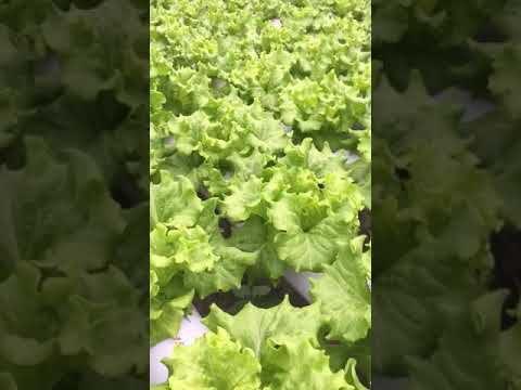 download lagu mp3 mp4 Batavia Lettuce, download lagu Batavia Lettuce gratis, unduh video klip Batavia Lettuce