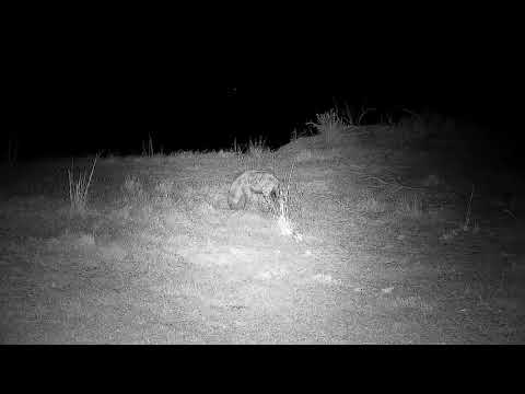 Djuma: Lone Hyena walks in looks around then takes off running - 23:55 - 09/12/21