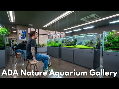 ADA Nature Aquarium Gallery Tour 2024