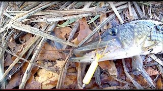 My first Pickerel caught in 2017! Mid February fishing - Long Island, NY