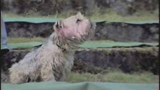 preview picture of video 'Heulender Hund in Schwalenberg'