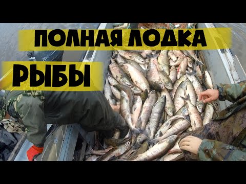 СУРОВАЯ РЫБАЛКА НА АМУРЕ. Промысловый лов осенней кеты лосося. Fishing salmon chum
