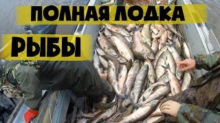 Рыбалка на косу в кызылкумском канале у чардары