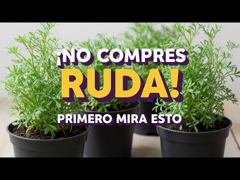 They NEVER told you this about rue: Latest discoveries