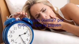 Chinches de cama y sus consecuencias, que hacer