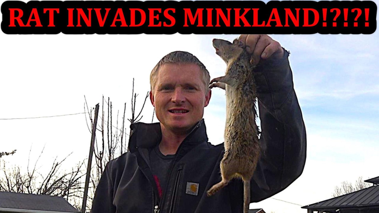 Rat Tries to Invade MinkLand!