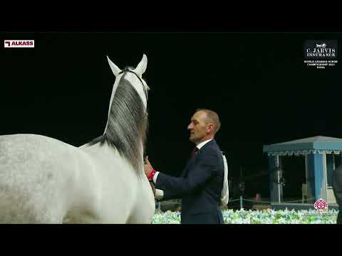 N 42 NOURAH AL KHALEDIAH   World Arabian Horse Championship 2023   Doha   Junior Fillies   Section B