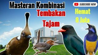Download lagu Masteran kombinasi tembakan mantap‼️ tengkek buto - cililin - cungkok - prenjak betina‼️ mp3 Download lagu Masteran kombinasi tembakan mantap‼️ tengkek buto - cililin - cungkok - prenjak betina‼️ mp3