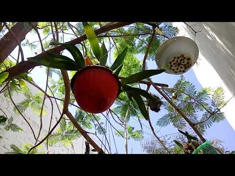 Adecua tu cultivo y tip Cuitlauzina pendula.