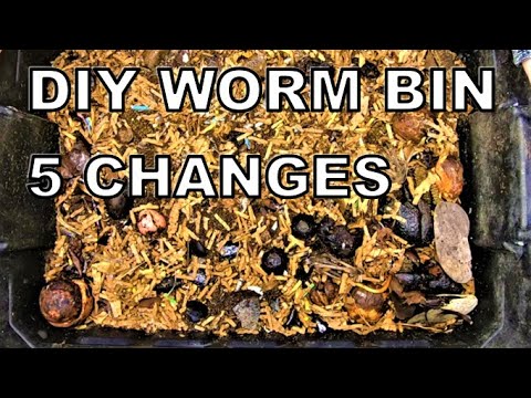 5 Things I Would Change if I Made a NEW DIY Worm bin