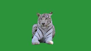 Download lagu GREEN SCREEN WHITE TIGER ANIMAL ANIMATED HD | FREE TO USE GRAPHICS EFFECTS ANIMATION CHROMA KEY mp3