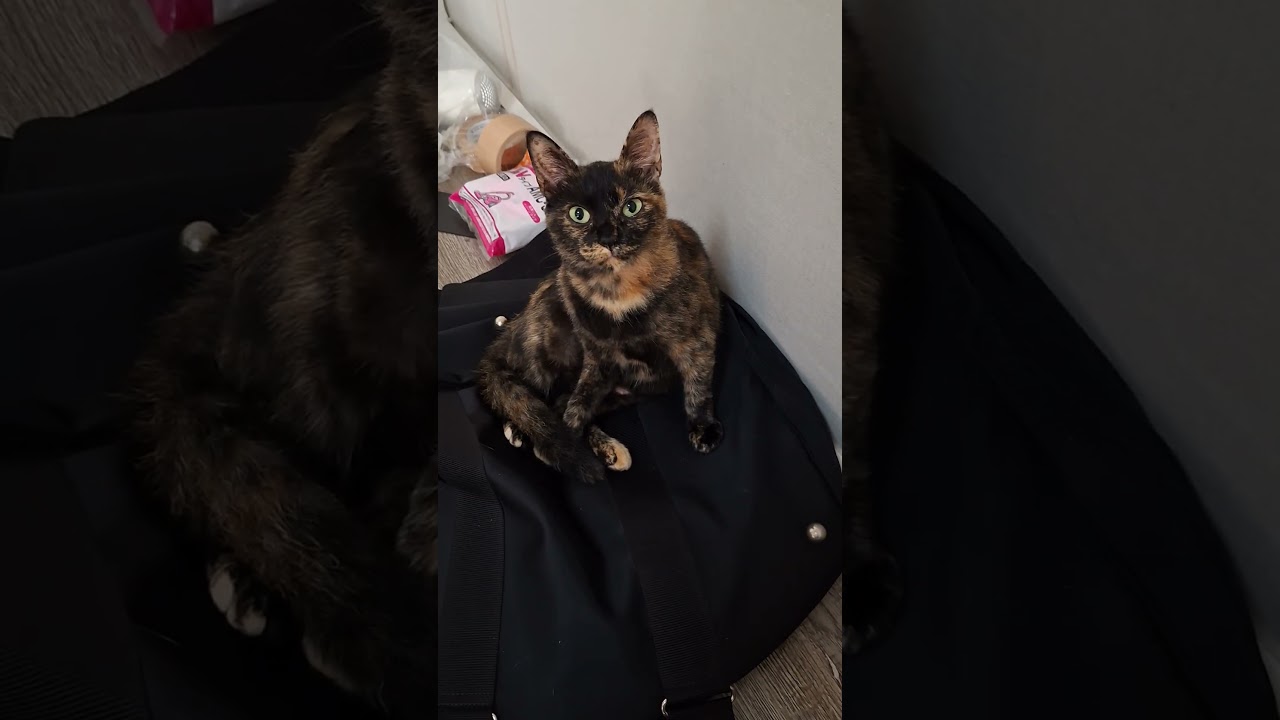 2025年9月21日　浜名湖の天使たち～自宅で毛繕い #cat #大天使 #cute