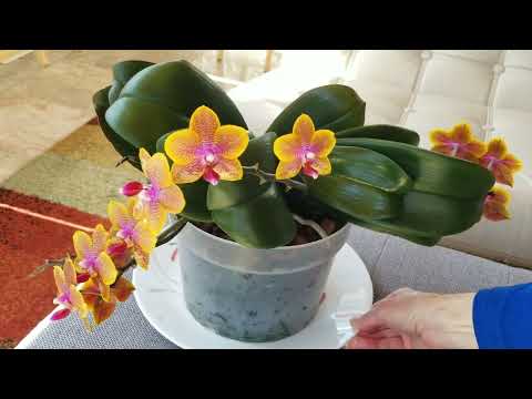 March 2022 Orchid Blooms Tour!