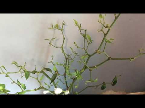 How to clone / propagate pepper plant