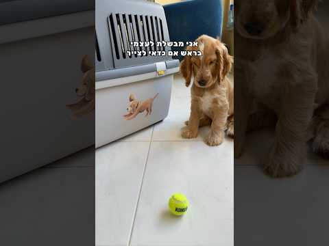 הורסת את הכלוב של הכלב שלי ומכינה לו את בית החלומות 💛