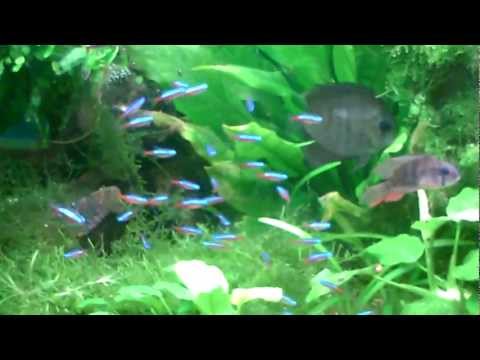 Planted tropical fish tank discus cichlid frontosa tetra crystal red cherry shrimp crs