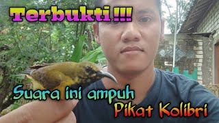Download lagu Suara pikat kolibri paling ampuh//beneran ampuh bosqu!!! mp3