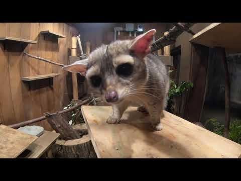 Toodles the Ringtail Loves Snacks