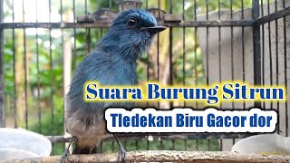 Download lagu SUARA BURUNG SITRUN / TLEDEKAN BIRU GACOR mp3