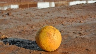 A narancslé útja – facsarva, Brazíliából, előzetes