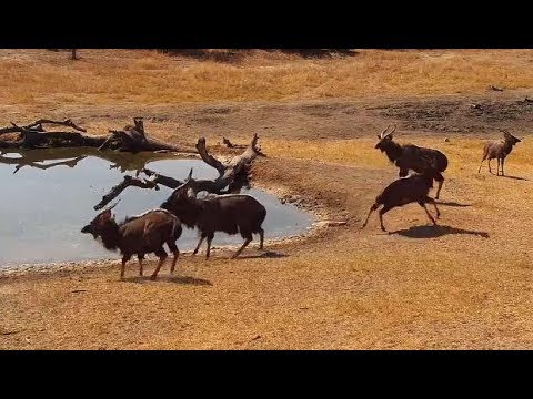 Djuma: Nyala bulls - 12:57 - 07/29/19