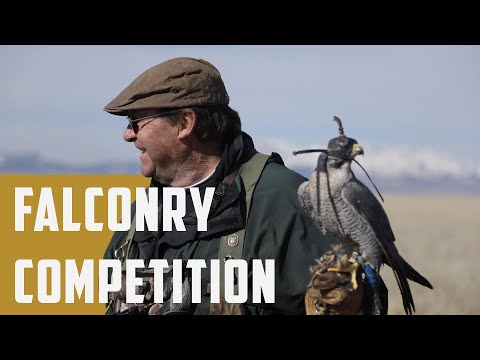 The Ultimate Falconry Competition