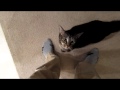 Loud Cat