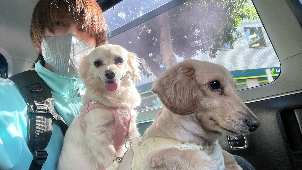 犬と日光浴する