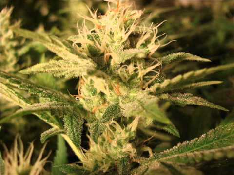 Hades DNS - Zacznij Życie Kontrolować ( prod. MM Productions )