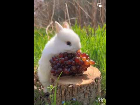 cute rabbit eating grapes 🍇🍇🐇 #rabbit #shortvideo #short #shorts